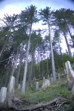 Large trees on a mountain.