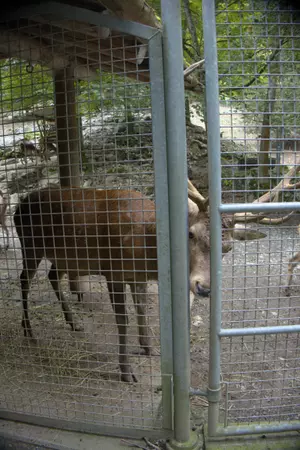 A deer peeking through a fence at the Brienz wildpark.