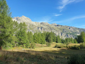 Lush greenery close to mountain.