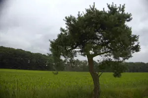 A single tree surrounded by open green fields.