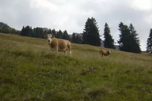 Cows looking at the camera on the top of a mountain.