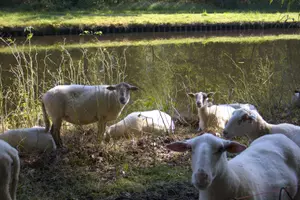 Sheeps standing near to water.