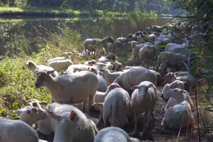 Sheeps standing near to water, packed together.