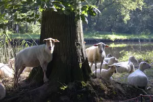 Sheeps standing near to water close to a tree.