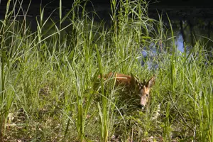 Small deer laying in the grass.