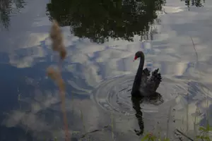 A black swan swims in a calm water body reflecting trees and clouds, with blurred vegetation in the foreground.