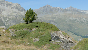 A tree on a hill with mountains in the background.